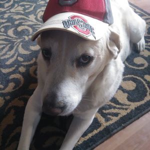 Meet your Posher, Bruce